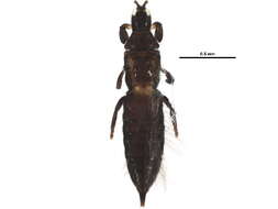 Image of Haplothrips