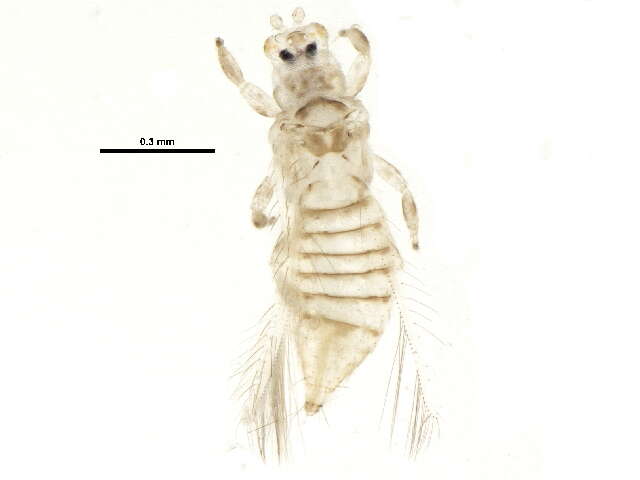 Plancia ëd Neohydatothrips