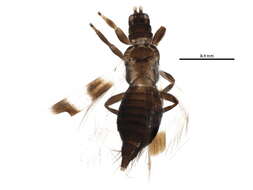 Image of Aeolothrips