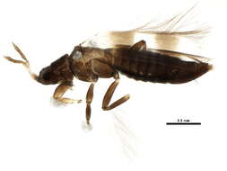 Image of Aeolothrips