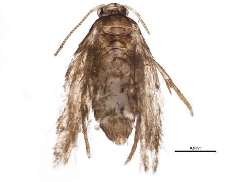 Image of Ectoedemia marmaropa (Braun 1925) Wilkinson et al. 1981