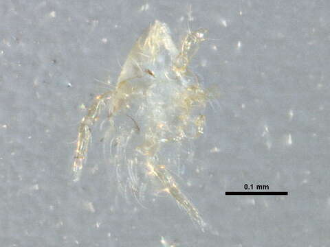 Image of micro velvet mites