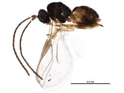 Image of Opiinae