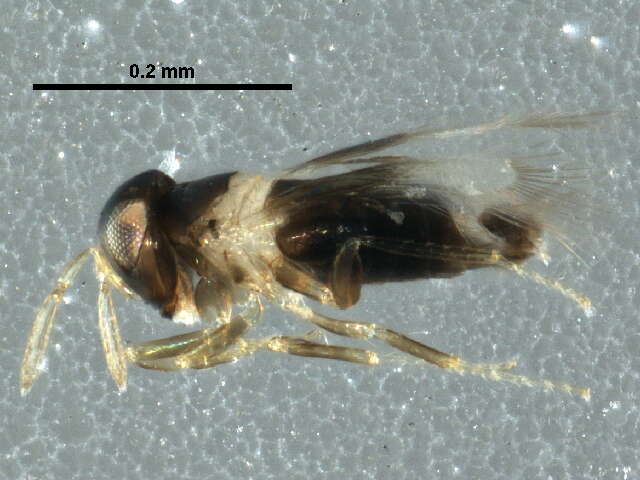 Image of Signiphoridae