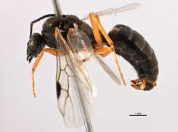 Image of wood ant