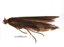 Image of <i>Euhyponomeutoides gracilariella</i>