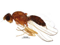 Image of rust flies