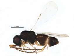 Image of ceraphronid wasps