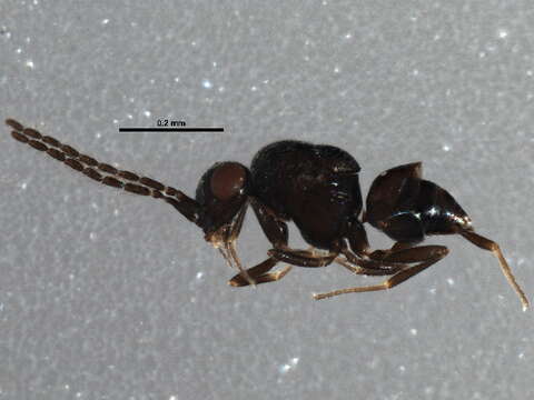 Image of ceraphronid wasps