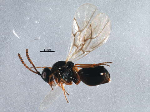 Image of Eucoilinae