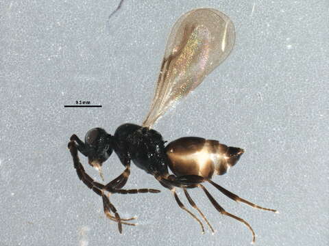 Image of ceraphronid wasps