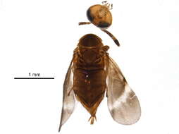 Image of encyrtids