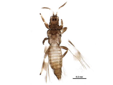 Image of Aeolothrips