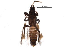 Image of Aeolothrips