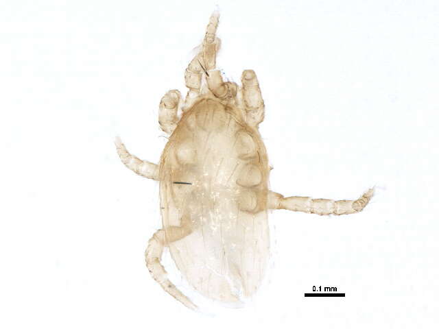Image of Melicharidae