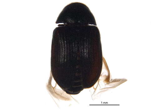 Image of Xyletinus confusus White 1977