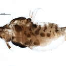 صورة Utamphorophora