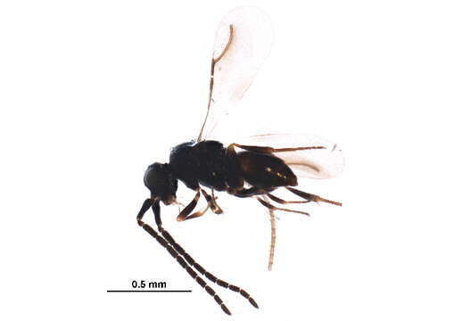 Image of ceraphronid wasps