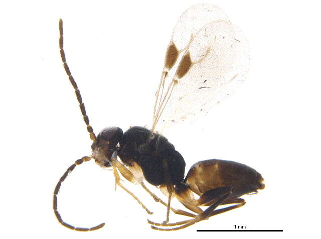 Image of dryinids