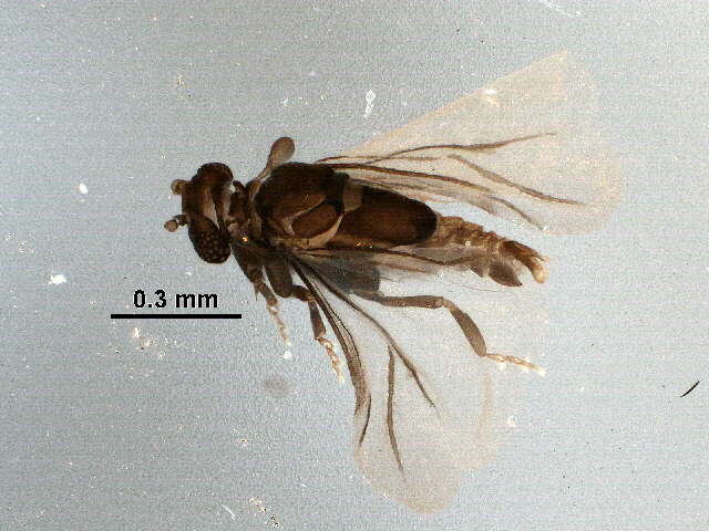 Image of Stylopidia