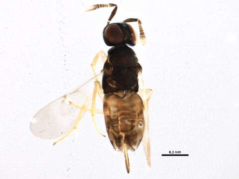 Image of encyrtids