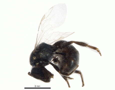 Image of Lasioglossum pruinosum (Robertson 1892)