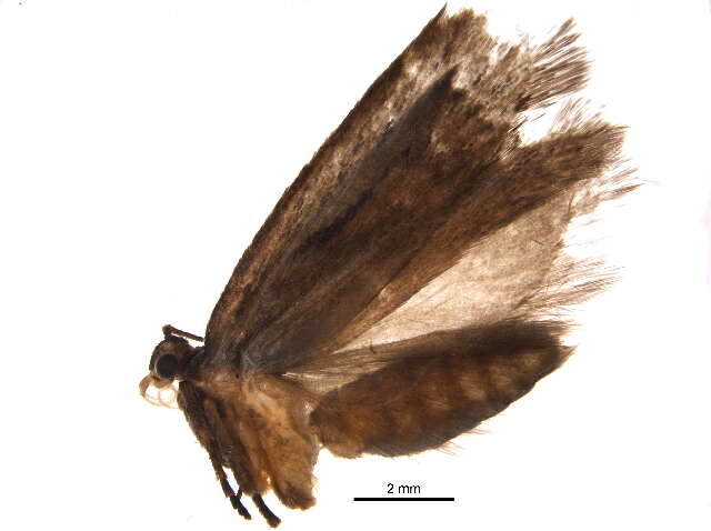 Image of Depressaria