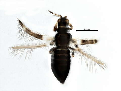 Imagem de Caliothrips fasciatus (Pergande 1895)