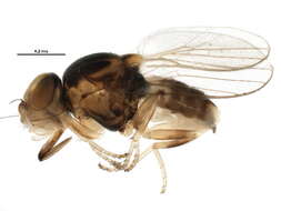 Image of Carnoidea