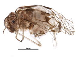 Image of Hyalopsocus