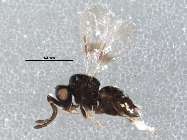 Image of ceraphronid wasps