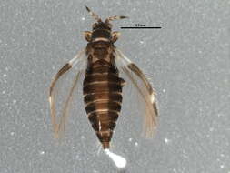 Imagem de Caliothrips fasciatus (Pergande 1895)