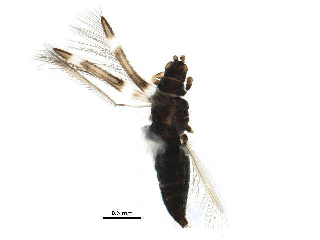 Image of Common thrip