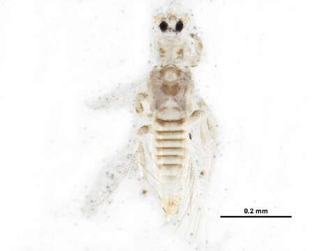 Image of Neohydatothrips