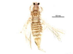 Image de Neohydatothrips