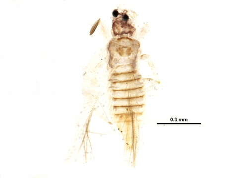 Image of Neohydatothrips