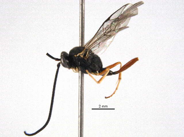 Image of Echthronomas