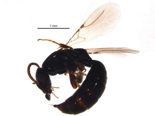 Image of Chrysidoidea