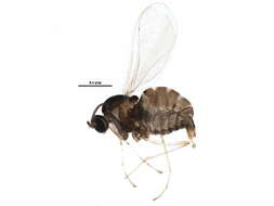 Image of Asteromyia