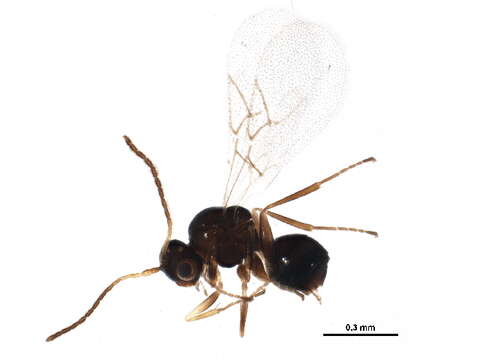 Image of Figitidae