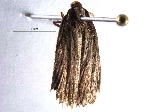 Image of Depressaria