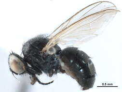 Image of latrine flies