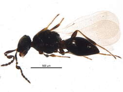 Image of Platygastrinae