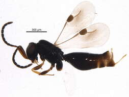 Image of megaspilid wasps