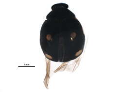 Image of Hyperaspis lateralis Mulsant 1850