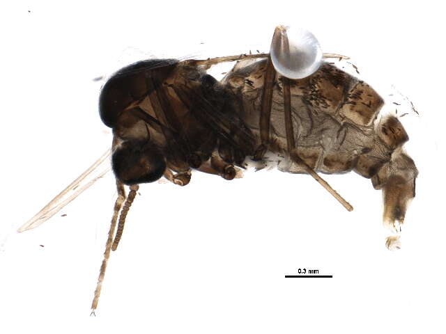 Image of Asteromyia chrysothamni Felt 1918