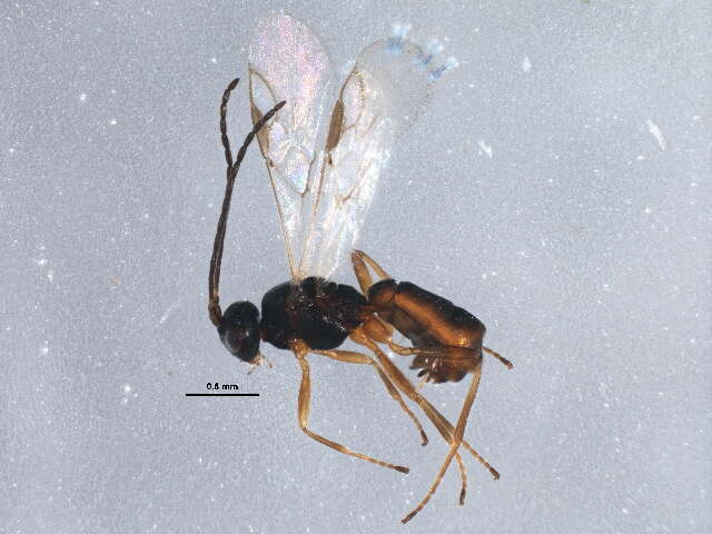 Image of Polystenidea