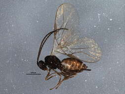 Image of Opiinae