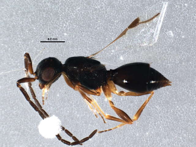 Image of megaspilid wasps