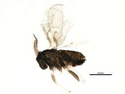 Image of Trichogramma